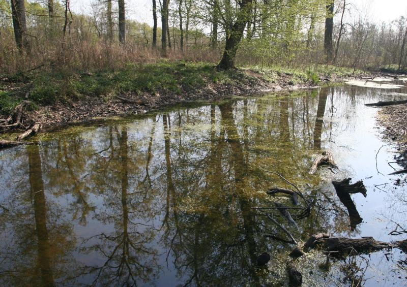 Dřevní hmota v korytech - soutok Moravy a Dyje