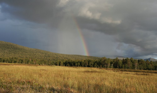 Ilustrační foto - duha nad rašeliništěm ve Švédsku