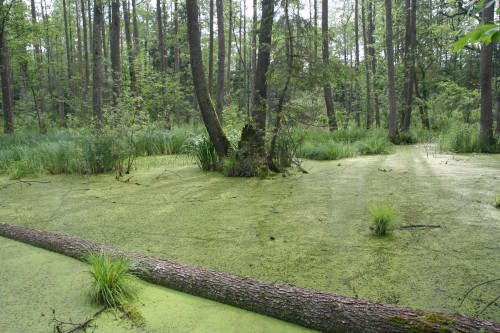 Mokřadní olšina, která vzniká nejčastěji v terénních sníženinách nížinných širokých říčních niv a na okrajích rybníků. Tento lesní biotop je s vodou a její dynamikou spjat jako žádný jiný. Ilustrační obrázek (Autor: Veronika Kalníková).